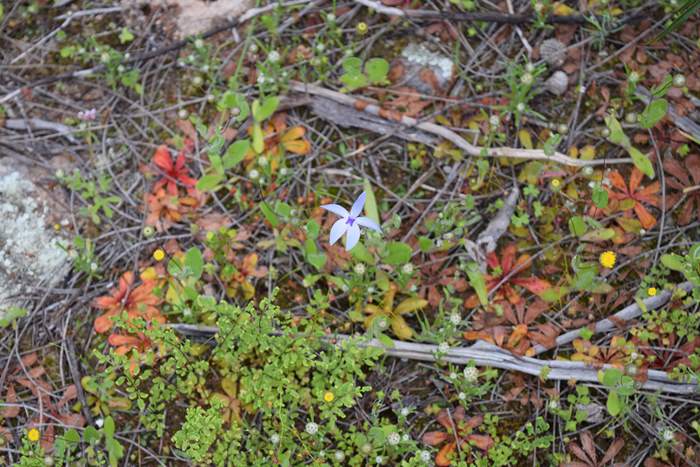 Cyanicula - Orchid-blue-fairy2-Orchid-Ridge-Sep-2018p0003.JPG